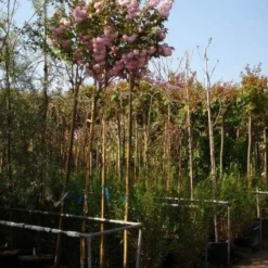 Japanse Sierkers (Prunus Serrulata 'Kanzan') -Groen Ziel Verkoop 20101222164034 16 2