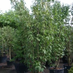 Sierkers, Struikvorm (Prunus Serrulata 'Kanzan') -Groen Ziel Verkoop 20101224132249 9