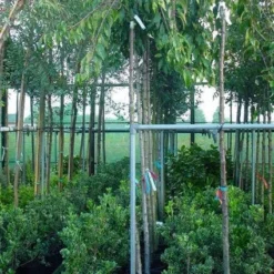 Japanse Treursierkers (Prunus 'Snow Fountain')