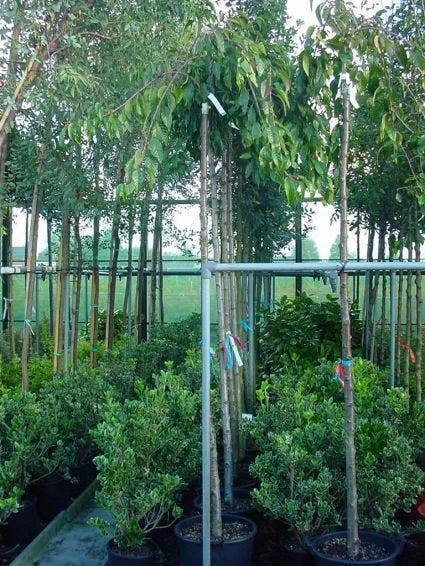 Japanse Treursierkers (Prunus 'Snow Fountain') 1 Japanse Treursierkers (Prunus 'Snow Fountain')