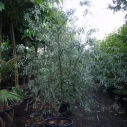 Sierpeer Als Struik (Pyrus Salicifolia 'Pendula') -Groen Ziel Verkoop 20101224153119 6