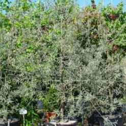 Sierpeer Als Struik (Pyrus Salicifolia 'Pendula') -Groen Ziel Verkoop 20101224153132 6