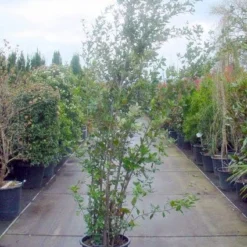 Steeneik Als Struik (Quercus Ilex) -Groen Ziel Verkoop 20101224154115 12