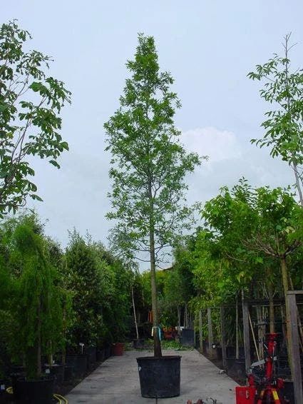 Moeraseik (Quercus Palustris) 1 Moeraseik (Quercus Palustris)