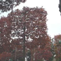 Moeraseik Als Leiboom (Quercus Palustris)