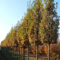 Zomereik Als Zuilboom (Quercus Robur 'Fastigiata Koster')