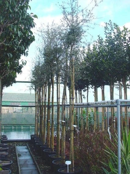 Kurkeik (Quercus Suber) 2 Kurkeik (Quercus Suber) - Afbeelding 2