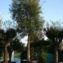 Kurkeik (Quercus Suber)