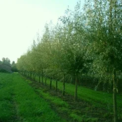 Knotwilg (Salix Alba) -Groen Ziel Verkoop 20101228131242 13 1