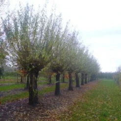Knotwilg (Salix Alba) -Groen Ziel Verkoop 20101228131303 13 1