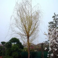 Gele Treurwilg (Salix Babylonica 'Aurea') -Groen Ziel Verkoop 20101228133308 11