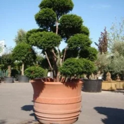 Taxus Als Bonsai (Taxus Baccata) -Groen Ziel Verkoop 20101230131827 1