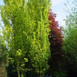 Goudiep (Ulmus Hollandica 'Wredei') -Groen Ziel Verkoop 20101231140718 9