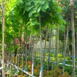 Treuriep (Ulmus Glabra 'Pendula') -Groen Ziel Verkoop 20101231141953 7