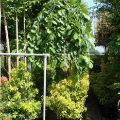 Treuriep (Ulmus Glabra 'Pendula')