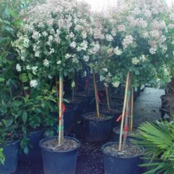 Sneeuwbal Op Stam (Viburnum Tinus 'Eve Price') -Groen Ziel Verkoop 20110102183216 4