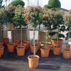 Sneeuwbal Op Stam (Viburnum Tinus 'Eve Price') -Groen Ziel Verkoop 20110102183229 4