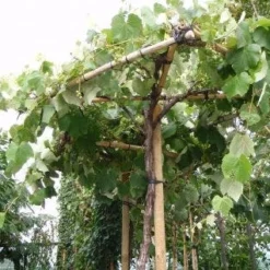 Druif Als Dakboom (Vitis Vinifera) -Groen Ziel Verkoop 20110102185926 1