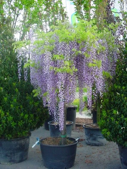 Blauwe Regen Als Boom (Wisteria Sinensis 'Prolific') 1 Blauwe Regen Als Boom (Wisteria Sinensis 'Prolific')