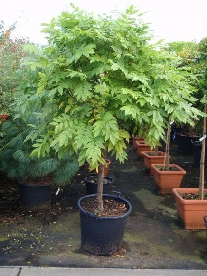 Blauwe Regen Op Stam (Wisteria Sinensis 'Prolific') 1 Blauwe Regen Op Stam (Wisteria Sinensis 'Prolific')