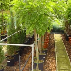 Blauwe Regen Op Stam (Wisteria Sinensis 'Alba')