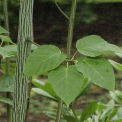 Groen Ziel Verkoop -Groen Ziel Verkoop 20110103123505 7