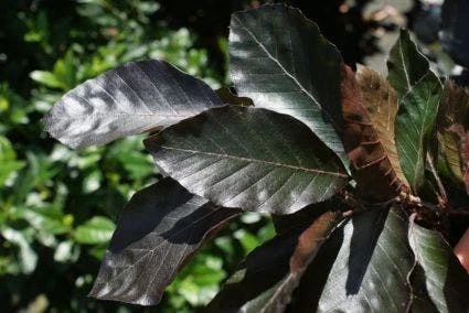 Rode Beuk Als Leiboom (Fagus Sylvatica 'Atropurpurea') 2 Rode Beuk Als Leiboom (Fagus Sylvatica 'Atropurpurea') - Afbeelding 2