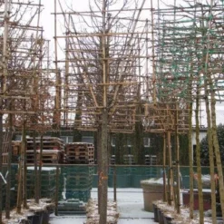 Sierappel Als Leiboom (Malus 'Red Sentinel') 7 Sierappel Als Leiboom (Malus 'Red Sentinel') -Groen Ziel Verkoop 20110105105309 5 1