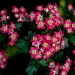 Rode Meidoorn Als Leiboom (Crataegus 'Paul's Scarlet') 5 Rode Meidoorn Als Leiboom (Crataegus 'Paul's Scarlet') -Groen Ziel Verkoop 20110201103926 5