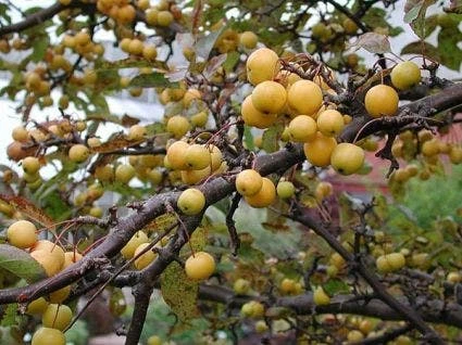 Sierappel Als Leiboom (Malus 'Golden Hornet') 2 Sierappel Als Leiboom (Malus 'Golden Hornet') - Afbeelding 2