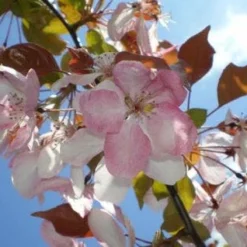 Sierappel Als Leiboom (Malus 'Rudolf') 5 Sierappel Als Leiboom (Malus 'Rudolf') -Groen Ziel Verkoop 20110201105708 3 3