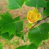 Tulpenboom Als Dakboom (Liriodendron Tulipifera)