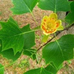 Tulpenboom Als Dakboom (Liriodendron Tulipifera)
