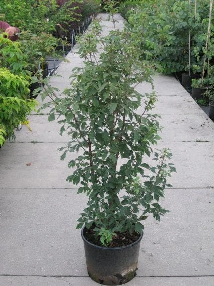 Papieresdoorn (Acer Griseum) 2 Papieresdoorn (Acer Griseum) - Afbeelding 2