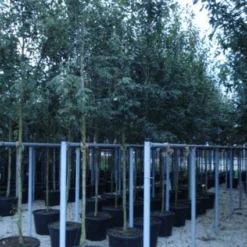 Krentenboom (Amelanchier Arborea 'Robin Hill') 9 Krentenboom (Amelanchier Arborea 'Robin Hill') -Groen Ziel Verkoop 20110215154853 10 1