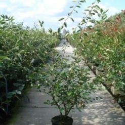 Krentenboom Als Struik (Amelanchier Lamarckii) 13 Krentenboom Als Struik (Amelanchier Lamarckii) -Groen Ziel Verkoop 20110215155125 13