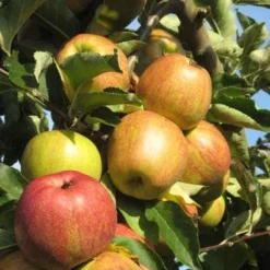 Appelboom (Malus Domestica ) 11 Appelboom (Malus Domestica ) -Groen Ziel Verkoop 20110905151704 5