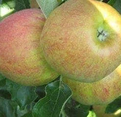 Groen Ziel Verkoop 46 Lei-Appel (Malus Domestica 'Elstar')