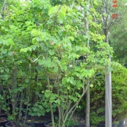 Judasboom Als Struik (Cercis Siliquastrum) -Groen Ziel Verkoop 20120110165223 8 1