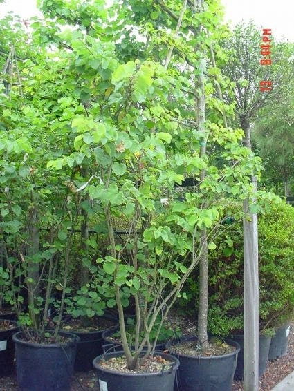 Judasboom Als Struik (Cercis Siliquastrum) 4 Judasboom Als Struik (Cercis Siliquastrum) - Afbeelding 4