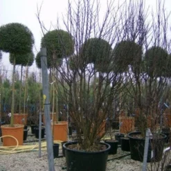 Judasboom Als Struik (Cercis Siliquastrum) -Groen Ziel Verkoop 20120110165233 8 1