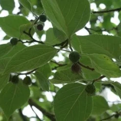 Papiermoerbei (Broussonetia Papyrifera)