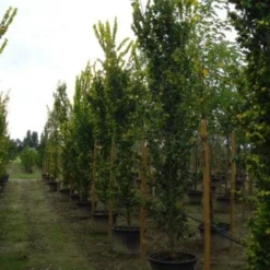 Goudiep (Ulmus Hollandica 'Wredei') -Groen Ziel Verkoop 20120213100818 9