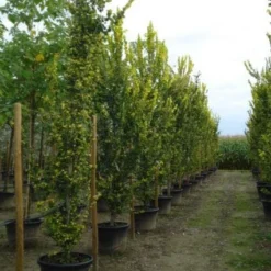 Goudiep (Ulmus Hollandica 'Wredei') -Groen Ziel Verkoop 20120213100842 9