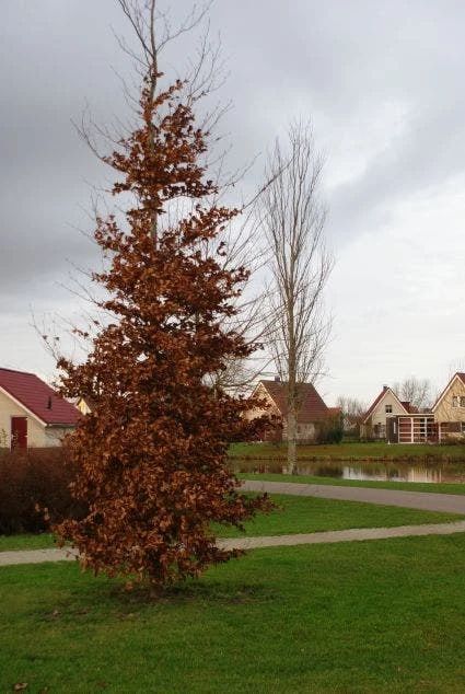 Beukenboom (Fagus Sylvatica) 8 Beukenboom (Fagus Sylvatica) - Afbeelding 8