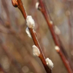 Treurwilg Op Stam (Salix Caprea 'Kilmarnock') -Groen Ziel Verkoop 20120213144757 6