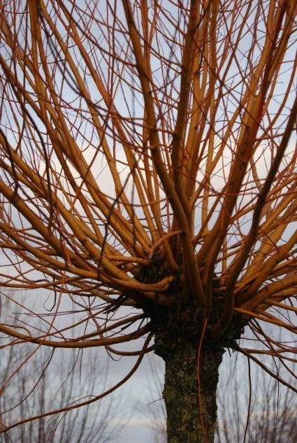 Knotwilg (Salix Alba 'Chermesina') 2 Knotwilg (Salix Alba 'Chermesina') - Afbeelding 2