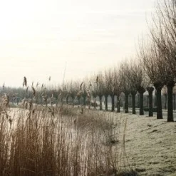 Knotwilg (Salix Alba) -Groen Ziel Verkoop 20120213152215 13 1