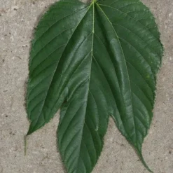 Dakmoerbei (Morus Alba 'Macrophylla')