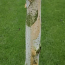 Witte Berk (Betula Utilis 'Doorenbos') -Groen Ziel Verkoop 20120213154705 14